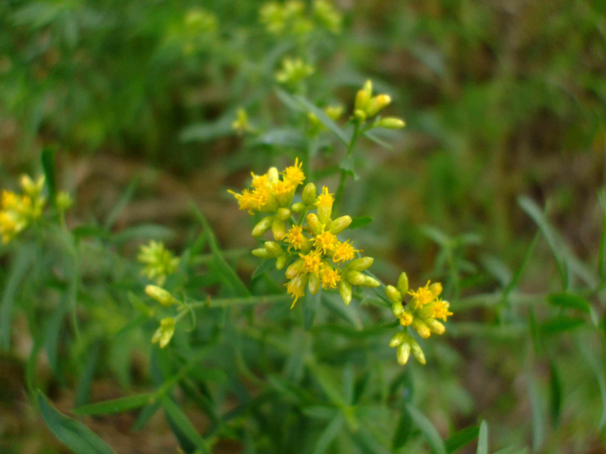 Euthamia graminifolia